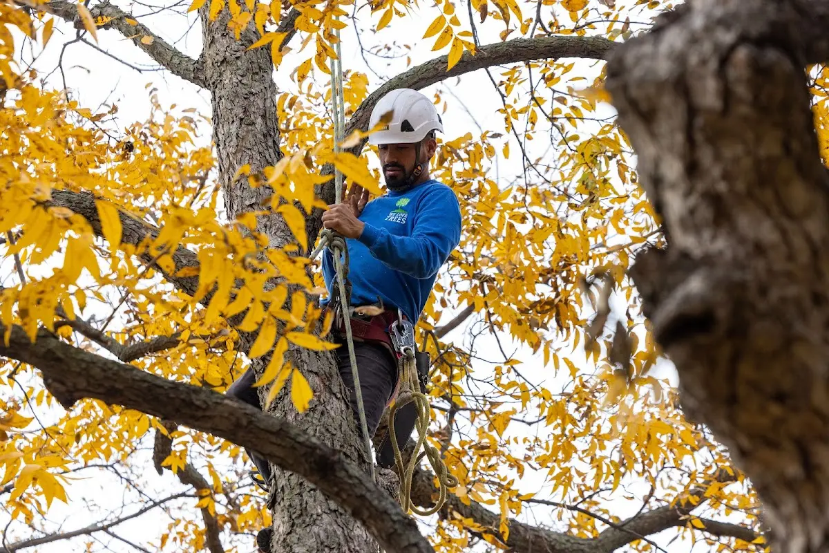 Skilled Tree Pruning crew working in Medina